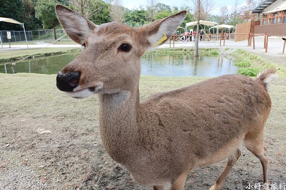 25斑比山丘
