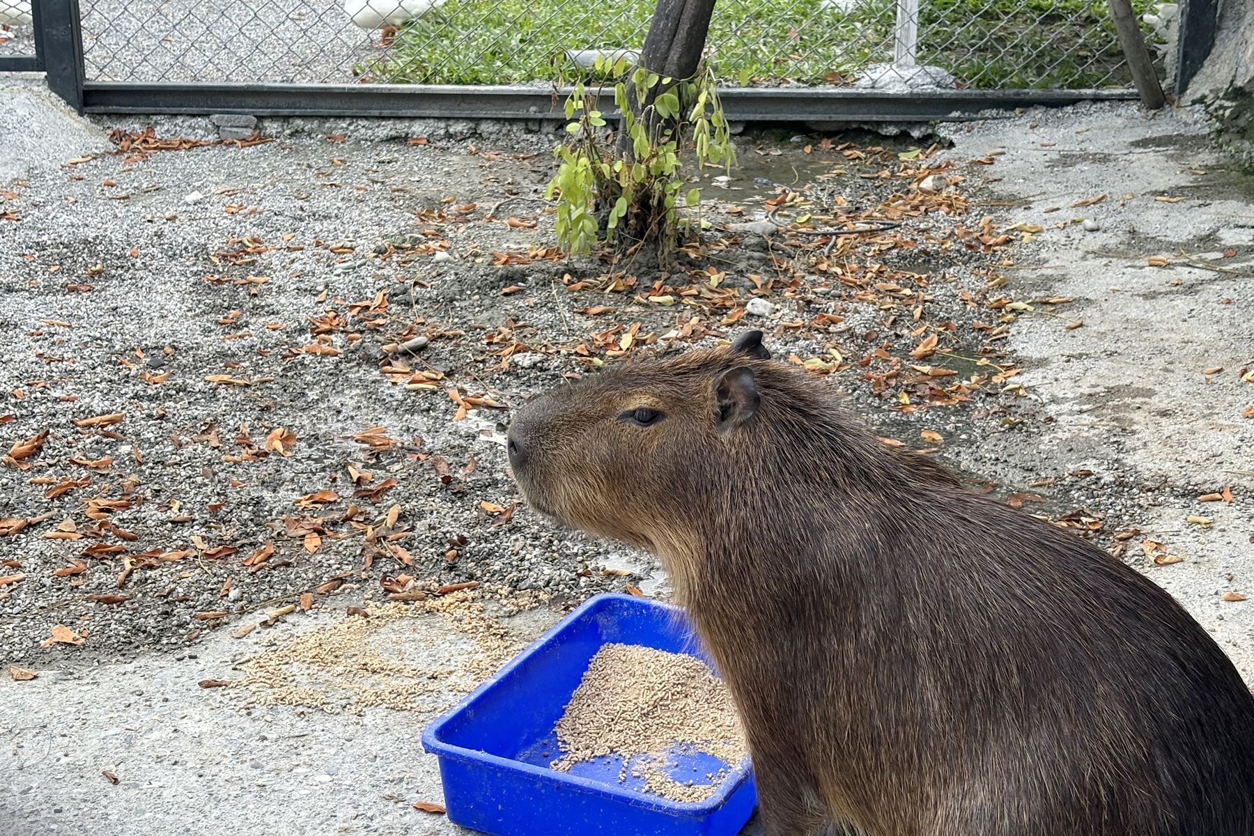 22 張家樹園