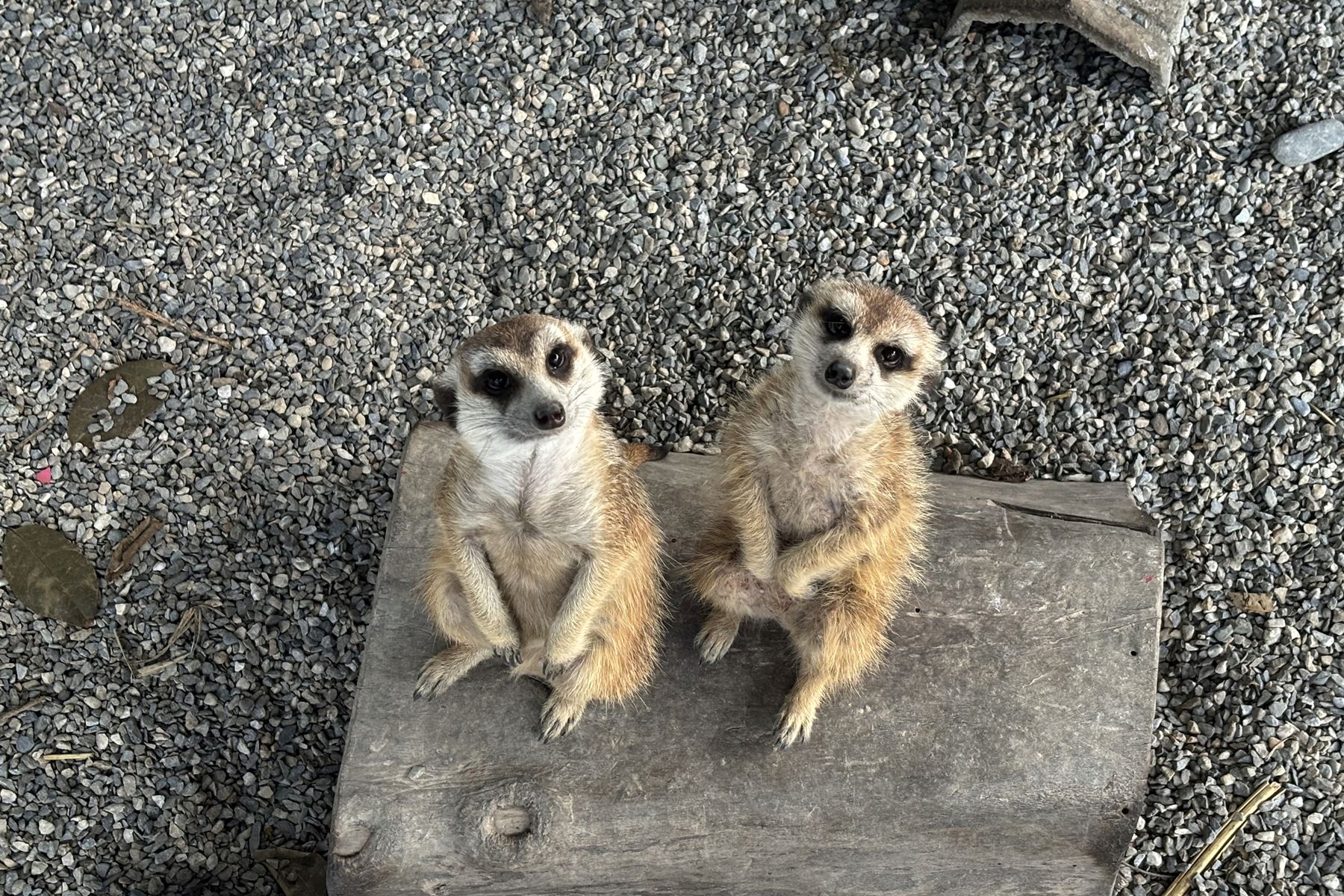 23 張家樹園