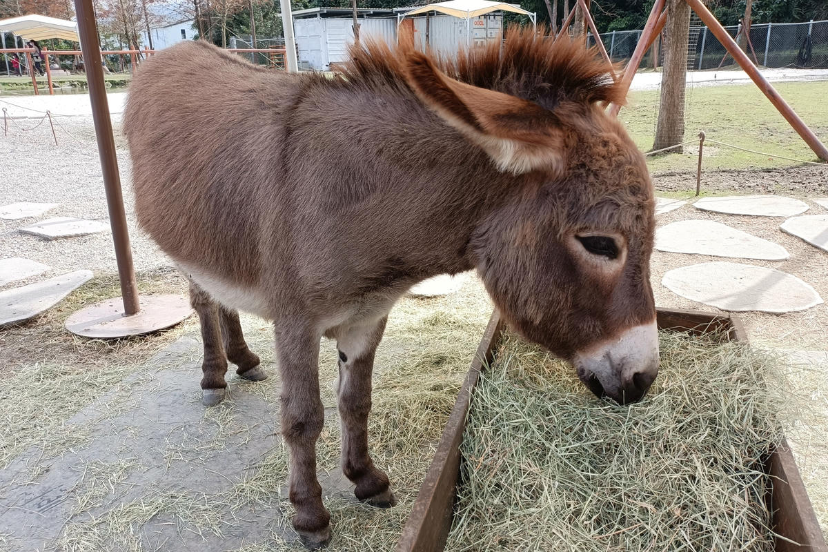 宜蘭景點｜斑比山丘：台版小奈良，與梅花鹿零距離互動