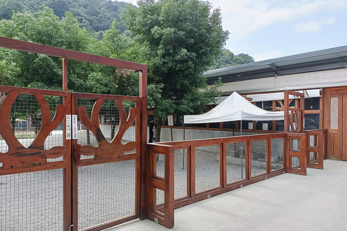 宜蘭景點｜斑比山丘：台版小奈良，與梅花鹿零距離互動