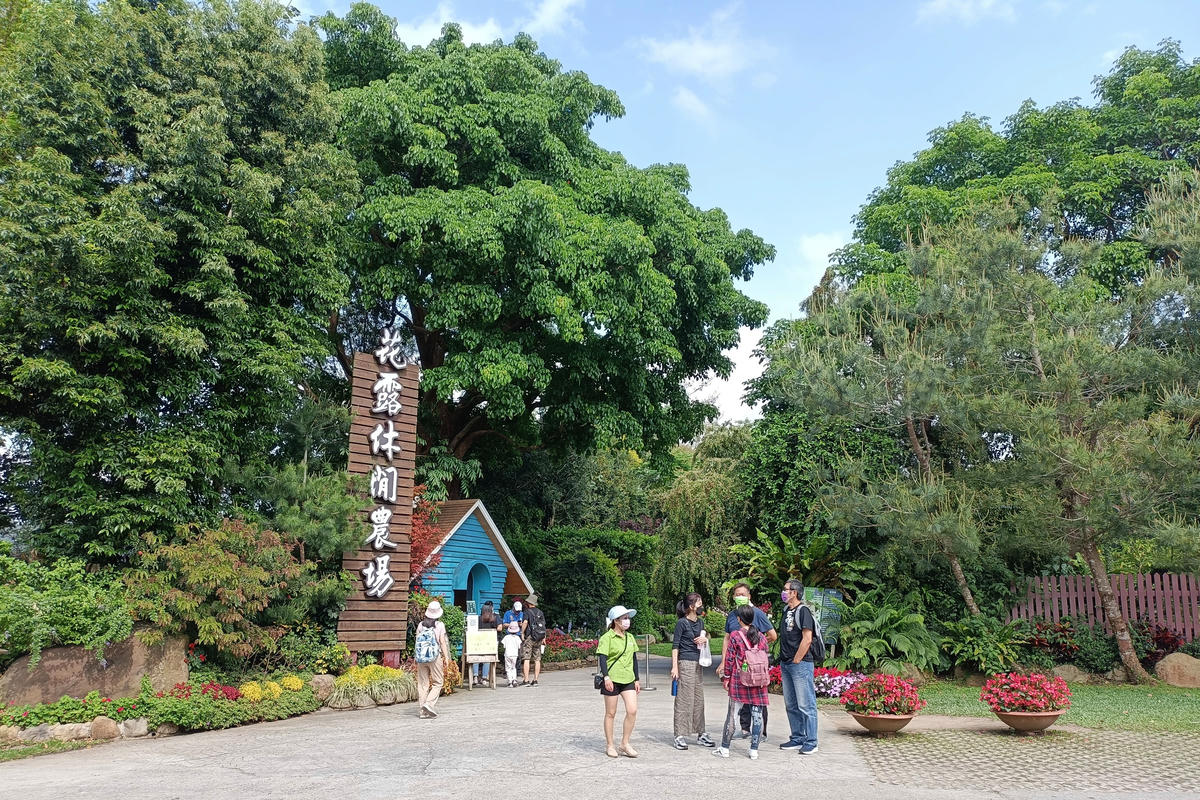 苗栗景點｜花露農場：浪漫繡球花田，彩色波波草海