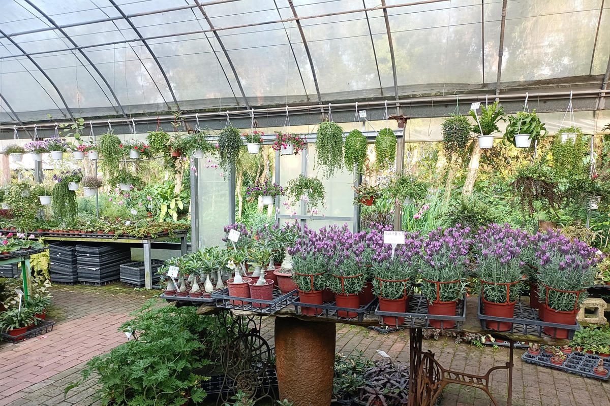 苗栗景點｜花露農場：浪漫繡球花田，彩色波波草海