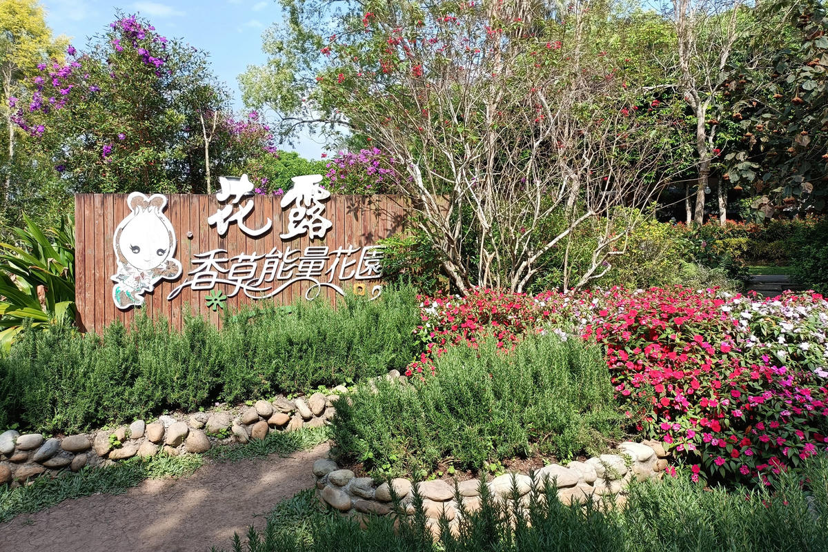 苗栗景點｜花露農場：浪漫繡球花田，彩色波波草海
