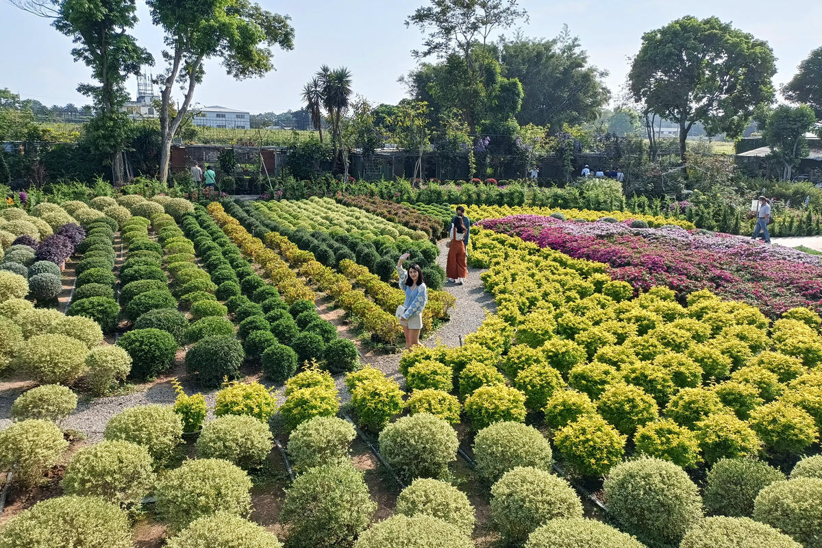 苗栗景點｜花露農場：浪漫繡球花田，彩色波波草海