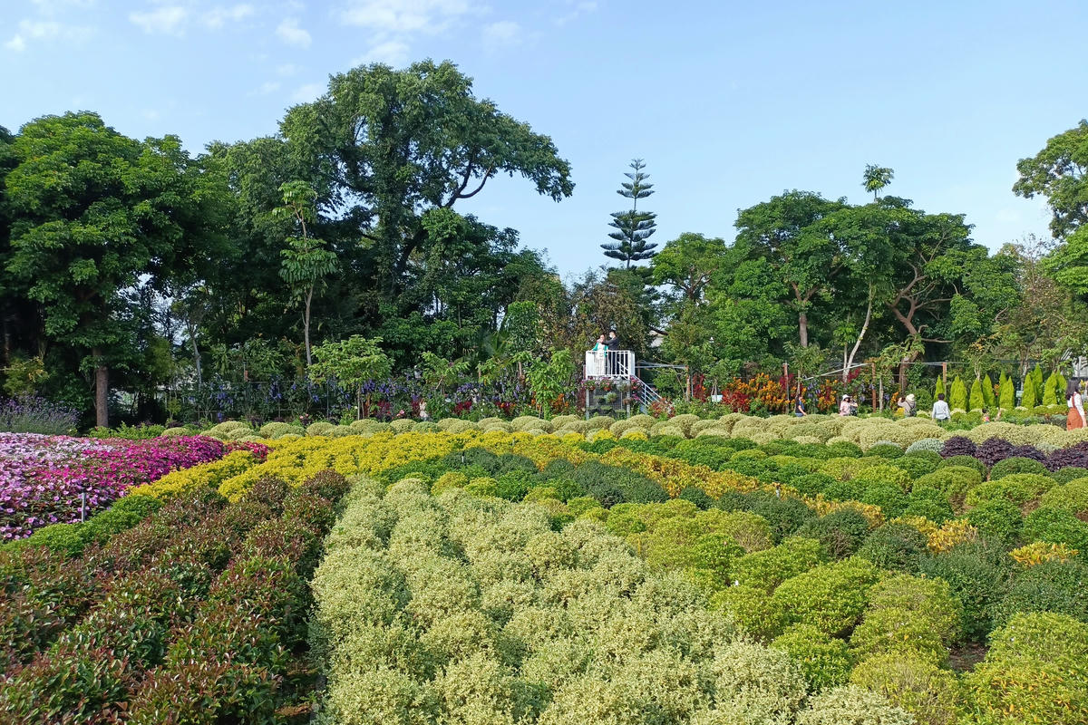 苗栗景點｜花露農場：浪漫繡球花田，彩色波波草海
