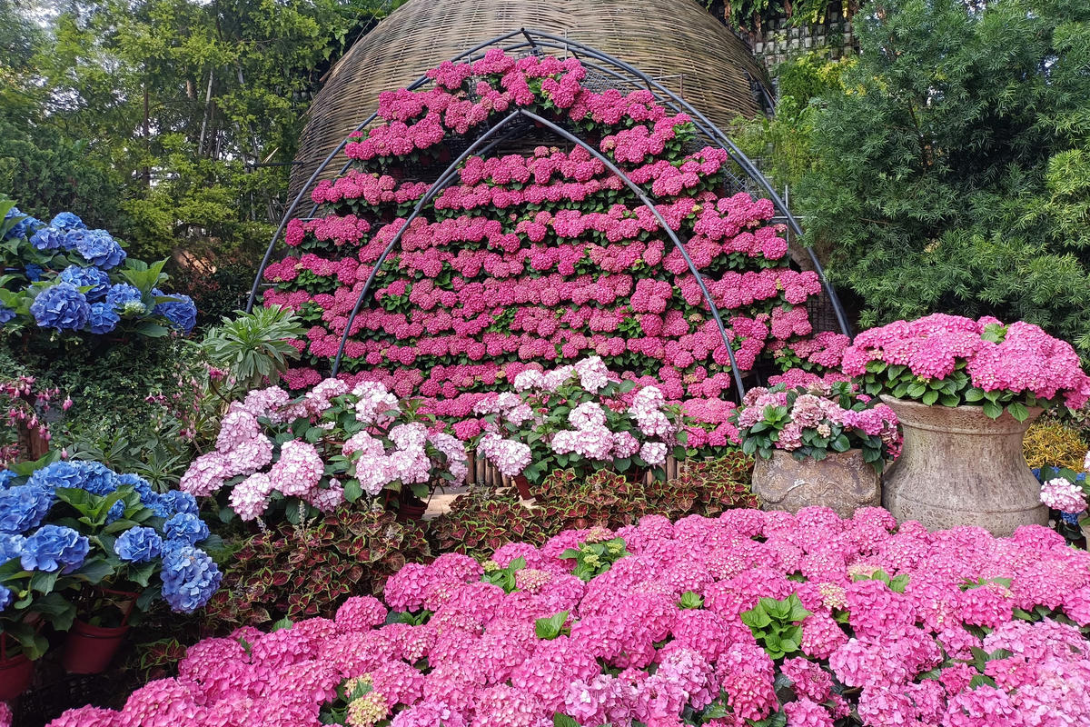 苗栗景點｜花露農場：浪漫繡球花田，彩色波波草海