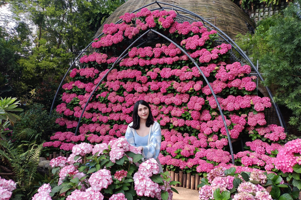 苗栗景點｜花露農場：浪漫繡球花田，彩色波波草海
