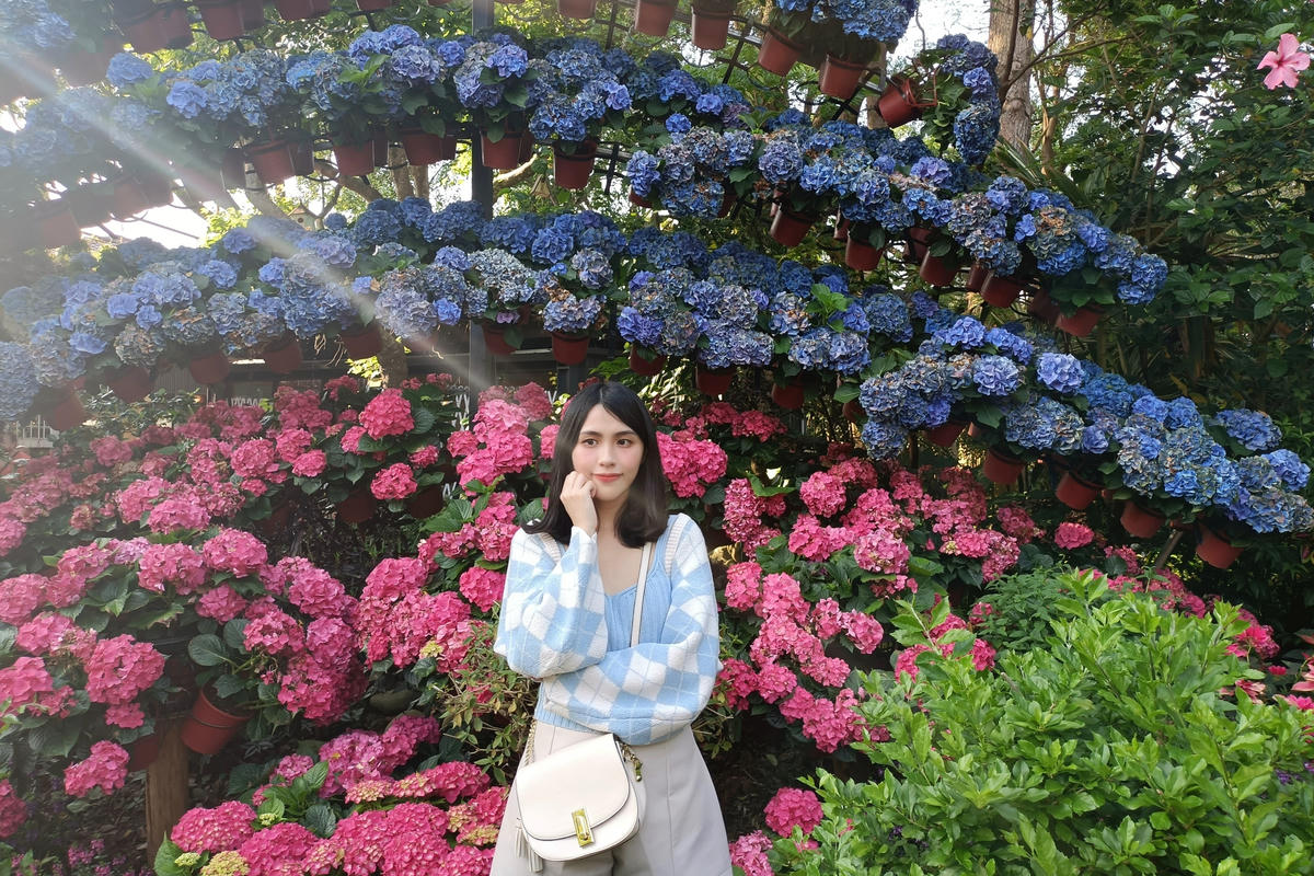 苗栗景點｜花露農場：浪漫繡球花田，彩色波波草海