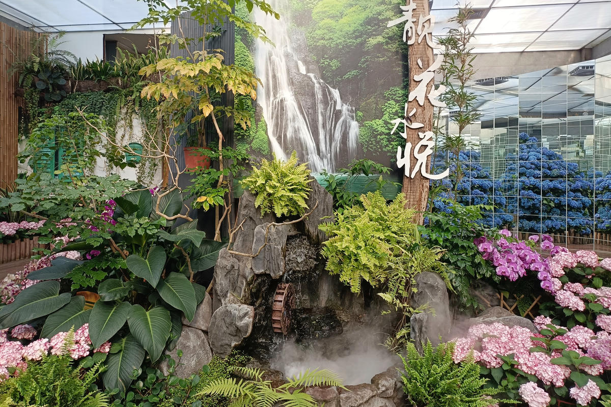 苗栗景點｜花露農場：浪漫繡球花田，彩色波波草海