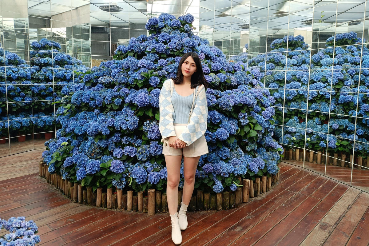 苗栗景點｜花露農場：浪漫繡球花田，彩色波波草海