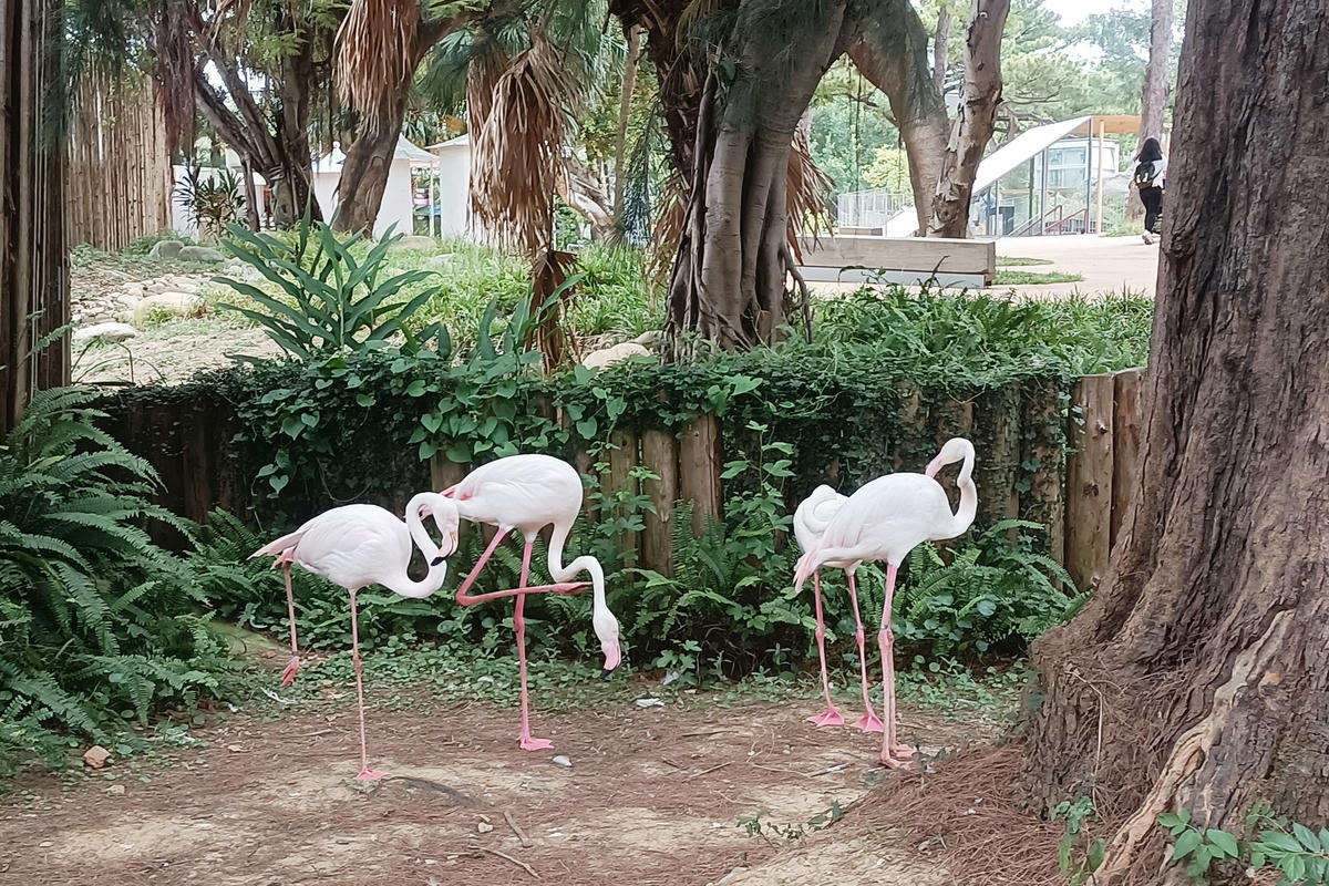 新竹景點｜新竹市立動物園：全台首座無柵欄動物園