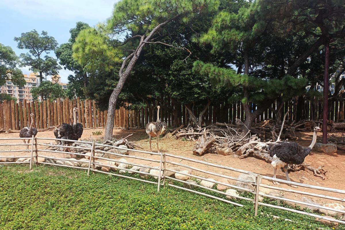 新竹景點｜新竹市立動物園：全台首座無柵欄動物園