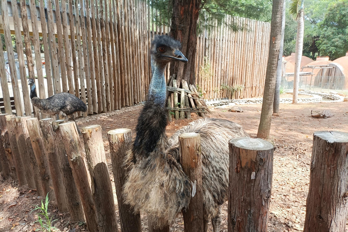 新竹景點｜新竹市立動物園：全台首座無柵欄動物園