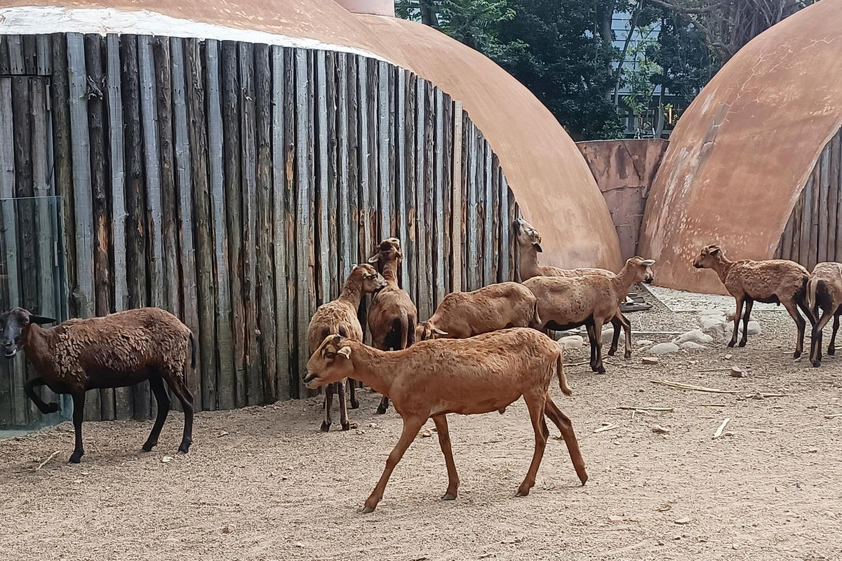 新竹景點｜新竹市立動物園：全台首座無柵欄動物園