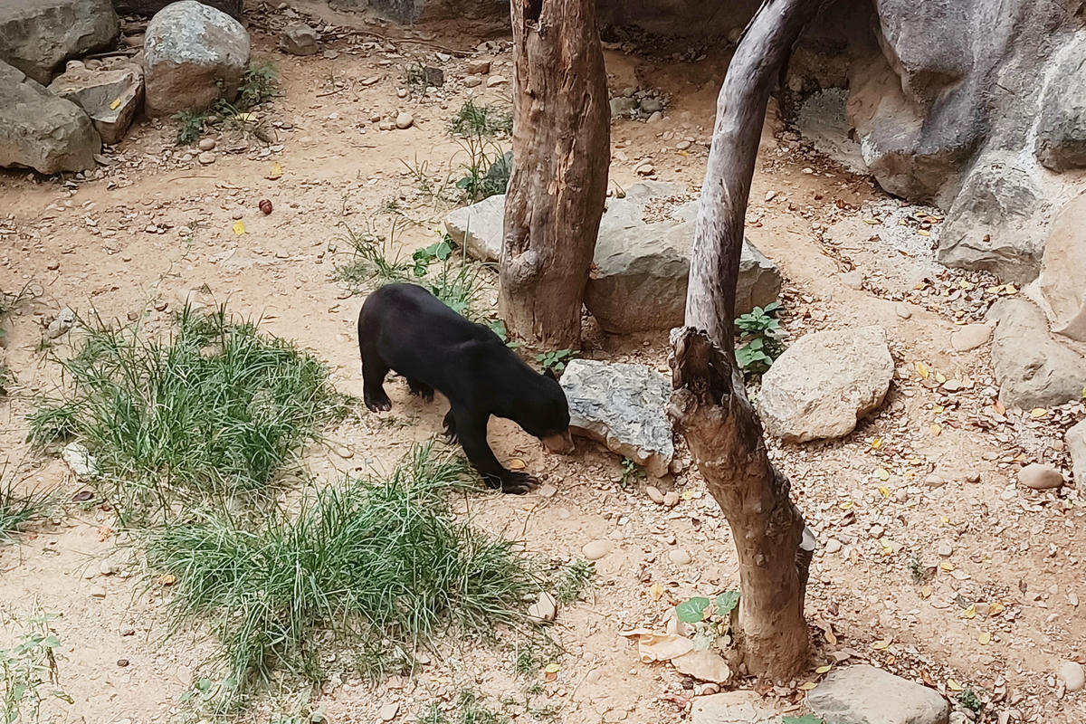 新竹景點｜新竹市立動物園：全台首座無柵欄動物園