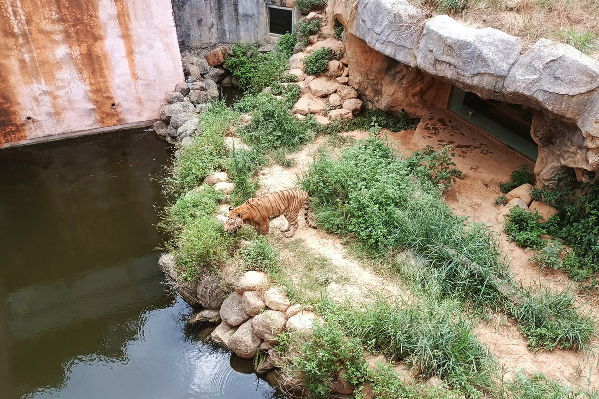 新竹景點｜新竹市立動物園：全台首座無柵欄動物園