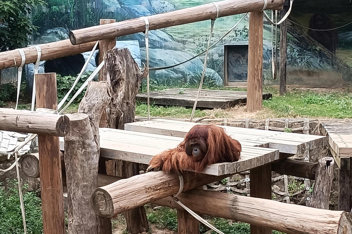新竹景點｜新竹市立動物園：全台首座無柵欄動物園