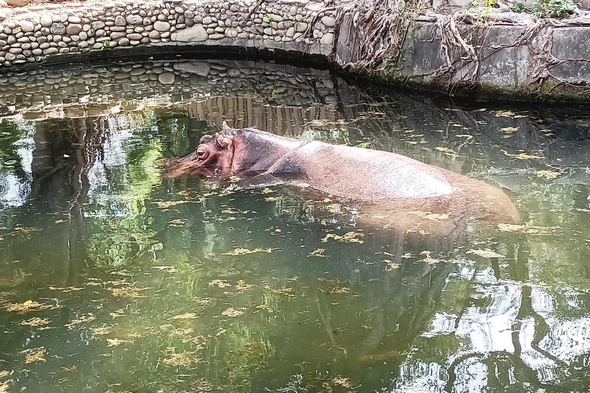 新竹景點｜新竹市立動物園：全台首座無柵欄動物園