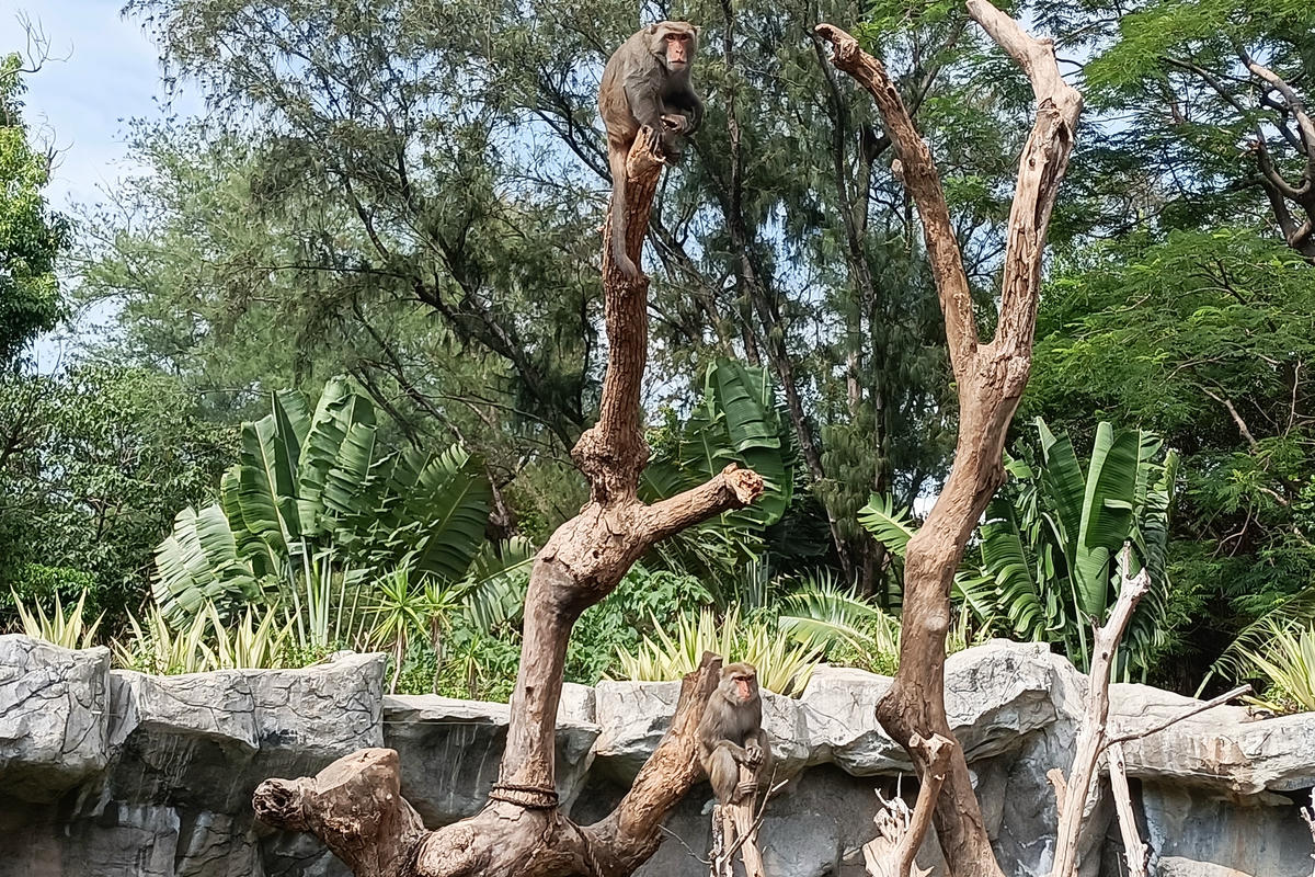 新竹景點｜新竹市立動物園：全台首座無柵欄動物園