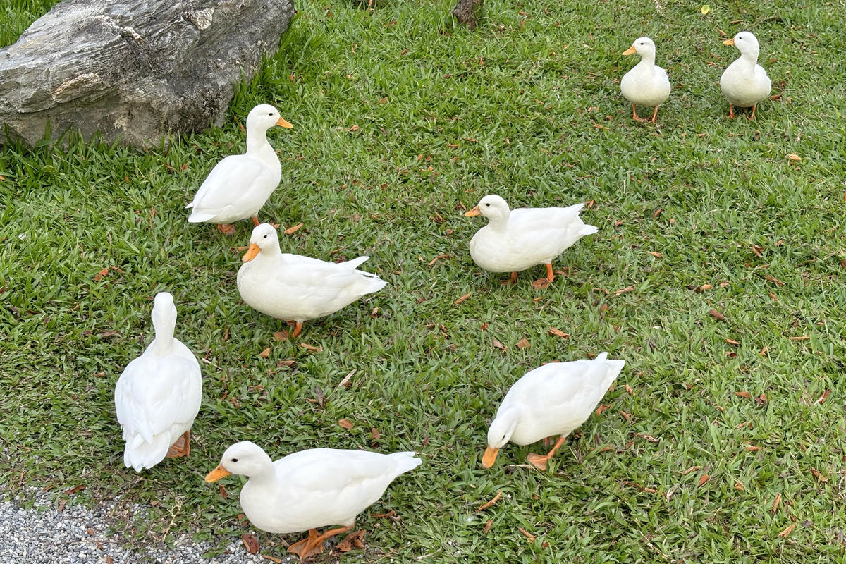 花蓮景點｜張家樹園：日式庭園造景，免費和服體驗