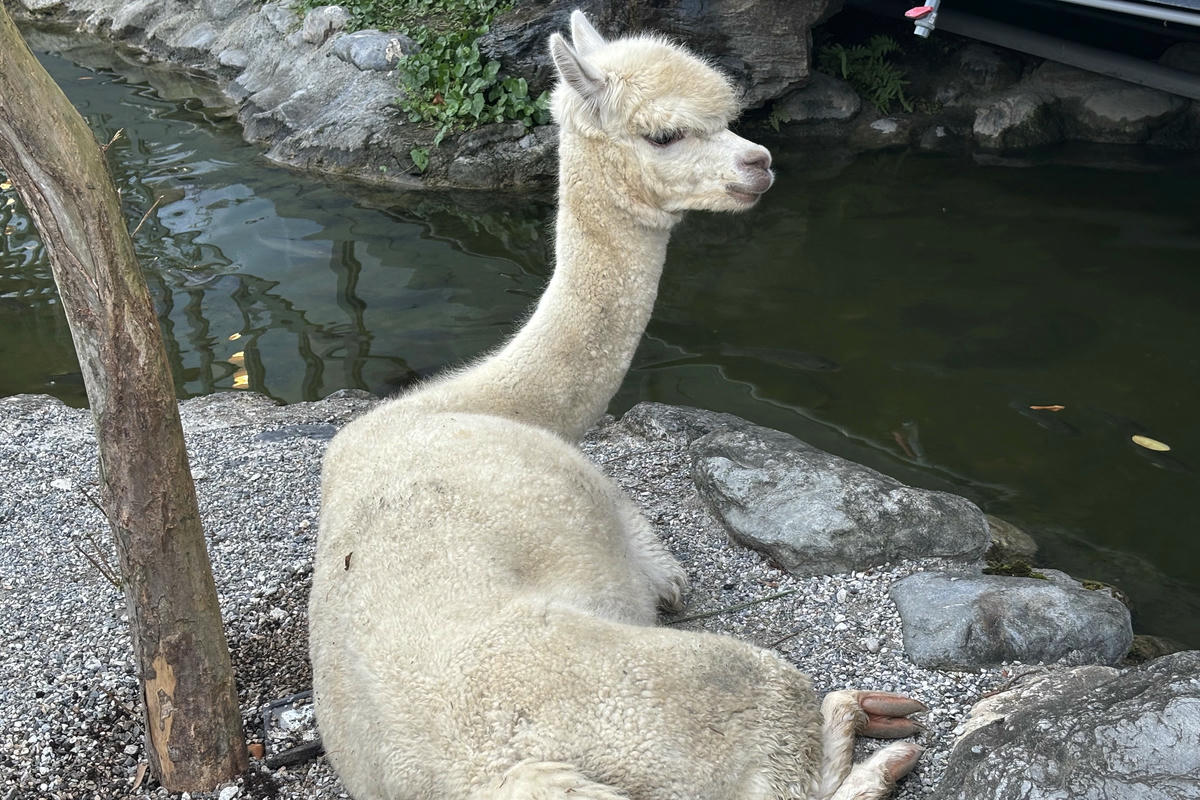 花蓮景點｜張家樹園：日式庭園造景，免費和服體驗